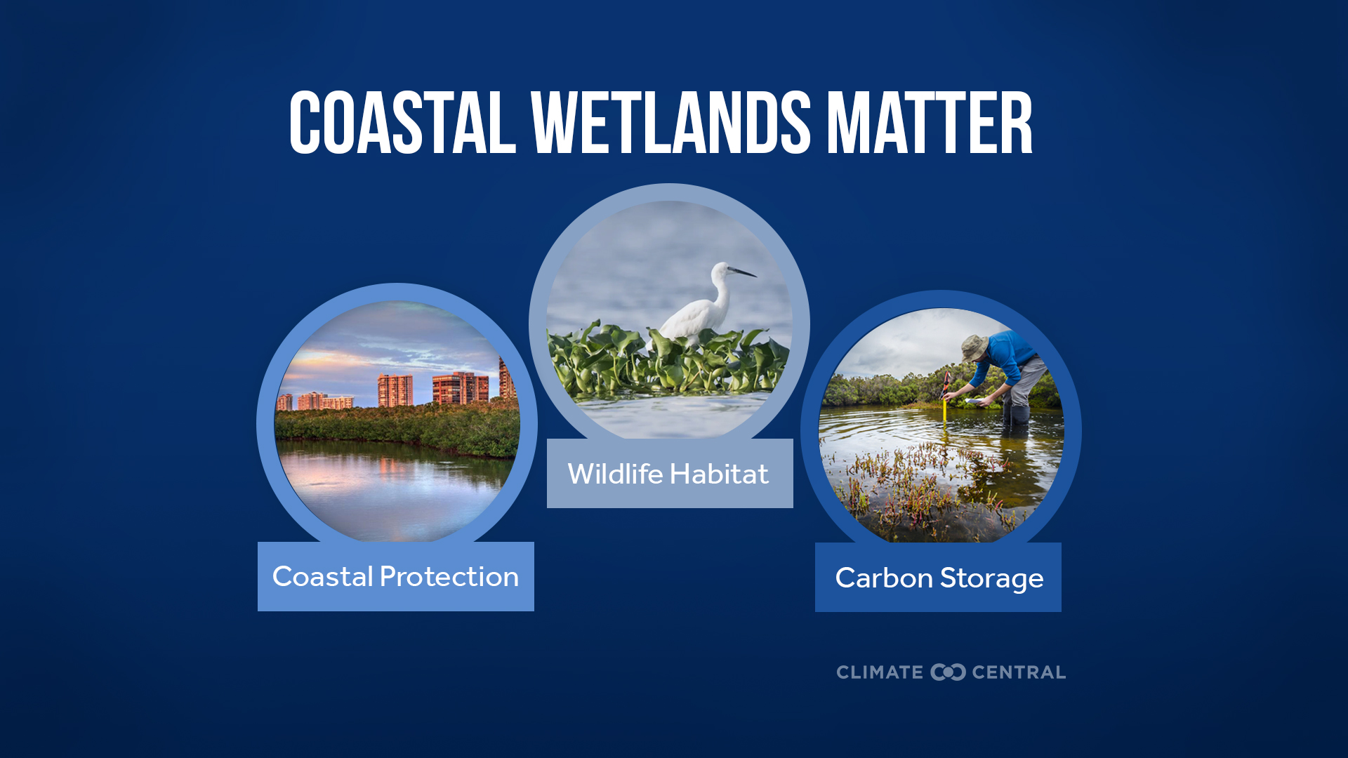 Infographic: Threats to coastal wetlands (Savannah, GA)